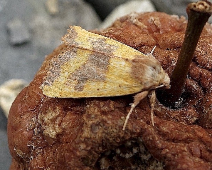 centre-barred sallow
